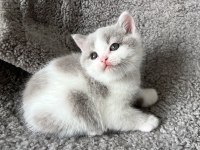 Lilac bicolor solid erkek british bebekler