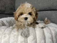 Kore teacup maltipoo aşılı eğitimli yavrular