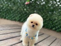 Show Kalite Pomeranian Boo Yavrular