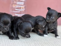 XXS TEACUP CHİHUAHUA BEBEKLER