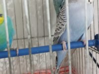 Muhabbet kuşu erkek kızgın