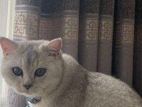 8 aylık erkek uysal aile kedisi