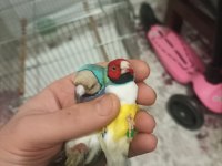 Goldian finch gökkuşağı ispinozu