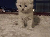 Scottish Fold Lilak Rengi