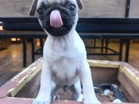 Pug bebek erkek tuvalet eğitimli