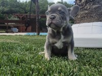 Blue French Bulldog Yavruları İstanbul 