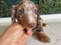 Dapple Merle Mini Dachshund Longhair