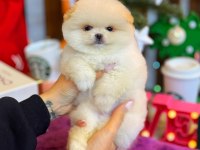 Saf kan pomeranian boo yavrularımız