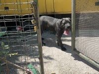 Safkan blue cane corso