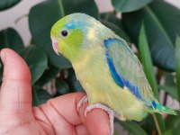 Uçmaya hazır bebek forpuslar
