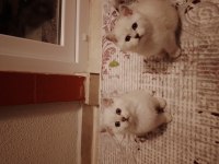 Sevimli british longhair minnaklar