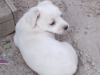 Dişi fino beyaz yavru köpekler