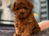 RED BROWN KORE TOY POODLE YAVRULAR