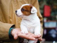 FCI Şecereli Safkan Erkek Jack Russell Terrier