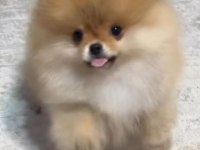 POMERANİAN BOO ERKEK YAVRULAR