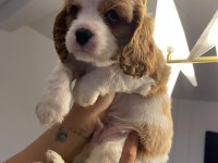 Evde en bakılabilecek ırk cavalier king charles