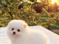 KUSURSUZ KARBEYAZ DİŞİ POMERANİAN BOO