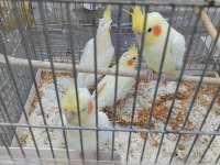 Sultan papağanı lutino kırmızı göz