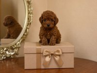 Harika Poodle Çocuklar