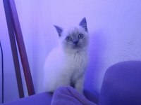 Evcil british longhair kedisi