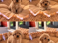 Toypoodle Redbrown Yavrular Irk ve Sağlık Garantili 