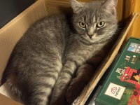 SAĞIR KEDİMİZ AMA ÇOK TATLI
