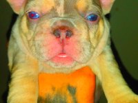 Egzotik lilac merle tan isabella carrier french bulldog