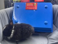 CÜCE NETHERLAND DWARF TAVŞAN YAVRULARIMIZ