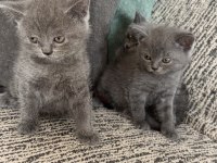 British shorthair kedisi