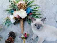 British shorthair dişi