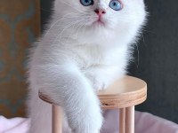 Kar Beyaz Silver British Shorthair ns1133