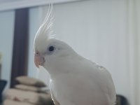 Albino sultan papağanı