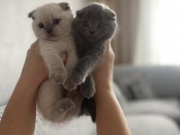 Scottish fold bebekler