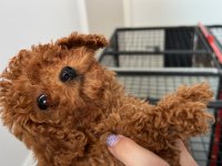 POODLE EVİMİZİN NEŞELERİ SİZE NEŞE KATMAK İÇİN HAZIRLAR