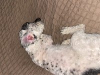Maltipoo 7 Aylık Erkek