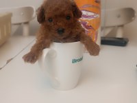 ERKEK KORE POODLE BEBEK