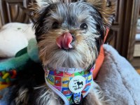 Minik prens yorkshire terrier