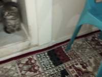 Sahiplendirilecek scottish fold kedisi