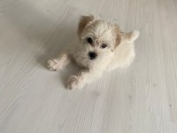 50 günlük dişi 0 numara terrier kuru mama yiyor