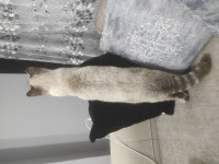 Ücretsiz sahiplendirme scottish fold kedimiz