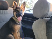 K9 SAFKAN ALMAN KURDU ERKEK YAVRU