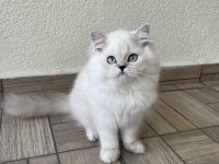 Sevgi Dolu Yakışıklı British Longhair Oğlumuz
