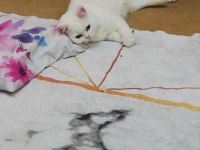 Beyaz british shorthair baba kız