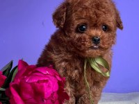 Eğitimli kore toy poodle yavrular