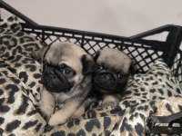 Erkek pug yavrularımız yeni ailesini arıyor