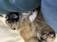1 aylık Shih-Tzu kahverengi bebekler