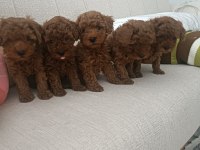 Oyuncu kore kan poodleler seni bekliyor