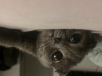 Scottish fold 3 yaşında dişi