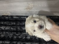 Maltese terrier 1 aylık