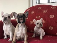 Sahibinden Sağlıklı French Bulldog Yavruları